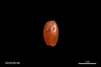 藏品(瑪瑙珠)的圖片